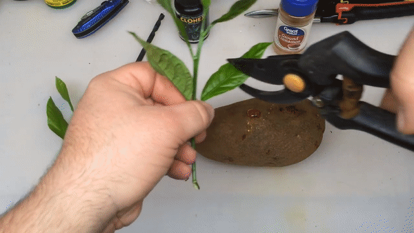 Trồng chanh cực dễ chỉ bằng một cành chanh và củ khoai tây, chẳng mấy mà có cây sai trĩu quả - Ảnh 5.