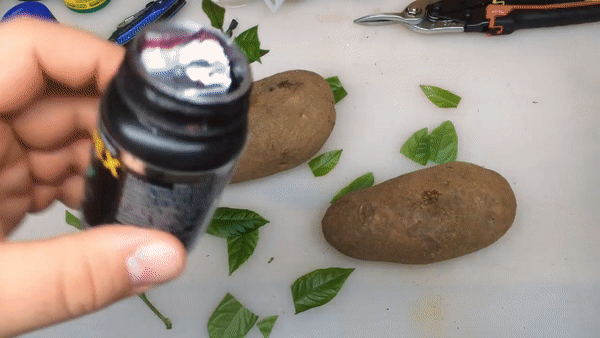 Trồng chanh cực dễ chỉ bằng một cành chanh và củ khoai tây, chẳng mấy mà có cây sai trĩu quả - Ảnh 8.
