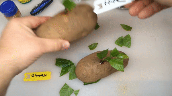 Trồng chanh cực dễ chỉ bằng một cành chanh và củ khoai tây, chẳng mấy mà có cây sai trĩu quả - Ảnh 9.