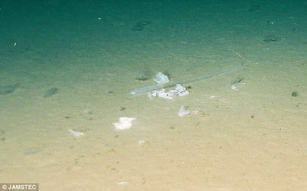 Tìm thấy túi rác nhựa sâu 10.000m dưới đáy biển - kỷ lục vứt rác của loài người là đây - Ảnh 4.