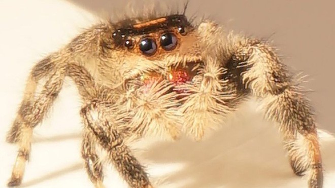 Các nhà khoa học thành công trong việc dạy nhện nhảy bằng 4 chân - Ảnh 3.