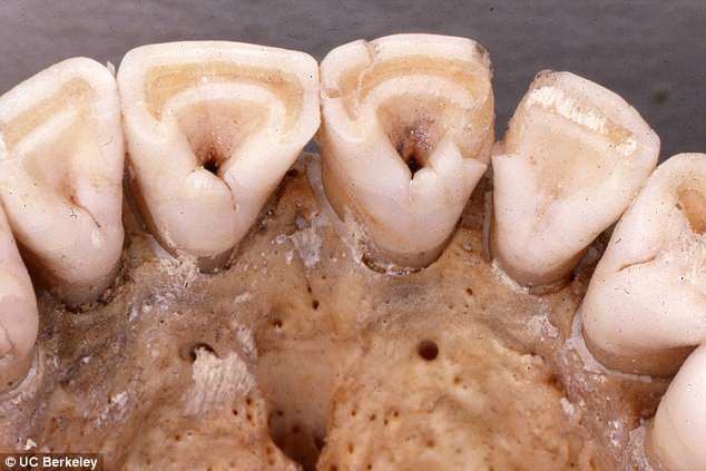 Răng sữa hình xẻng - điểm tiến hóa này chỉ có ở người Đông Á và thổ dân châu Mỹ, nhưng bất ngờ nhất là... - Ảnh 7.