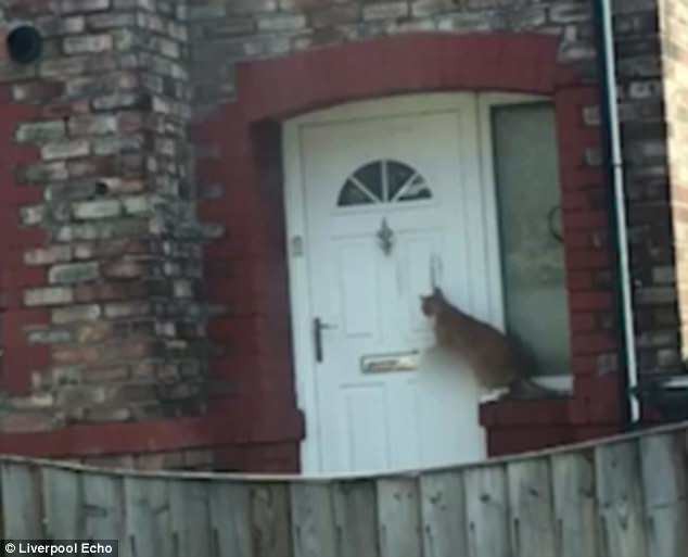 Clip chú mèo lịch sự nhất nước Anh rướn người gõ cửa xin vào nhà - Ảnh 3.