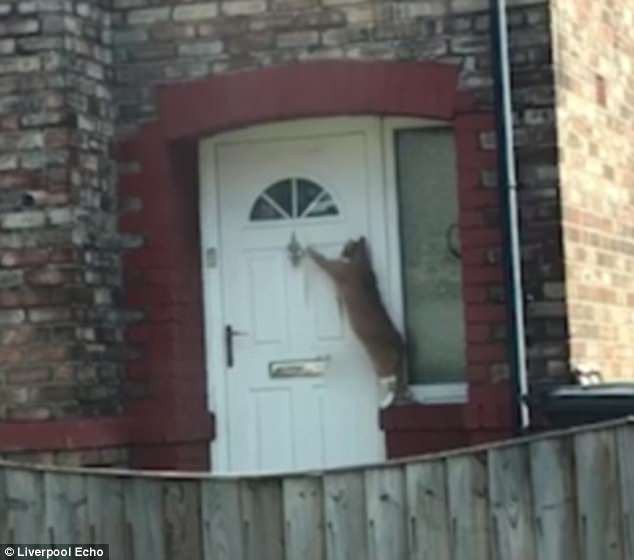 Clip chú mèo lịch sự nhất nước Anh rướn người gõ cửa xin vào nhà - Ảnh 2.