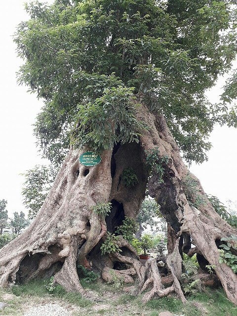 Kiểm tra khu vui chơi, ẩm thực hoành tráng của em trai Bí thư TP Thanh Hóa - Ảnh 2.