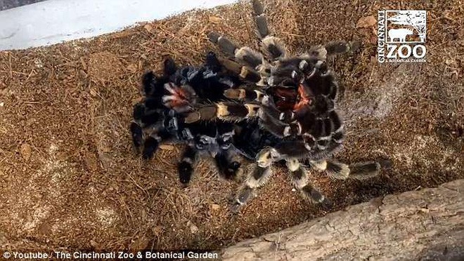 Dù là không sợ nhện thì cảnh tượng nhện khổng lồ Tarantula lột xác cũng khiến bạn thấy gai người - Ảnh 3.