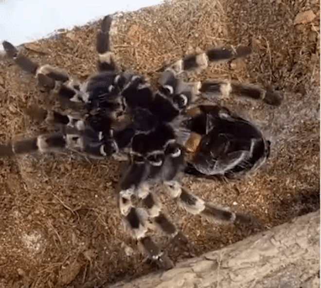 Dù là không sợ nhện thì cảnh tượng nhện khổng lồ Tarantula lột xác cũng khiến bạn thấy gai người - Ảnh 4.