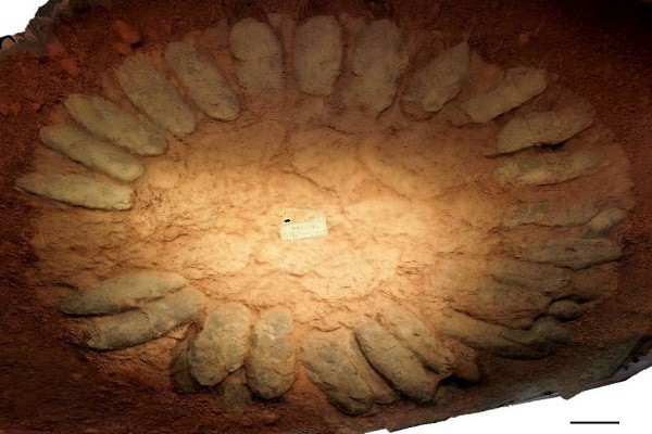 Tiết lộ cách ấp trứng độc đáo của loài khủng long xa xưa - Ảnh 2.