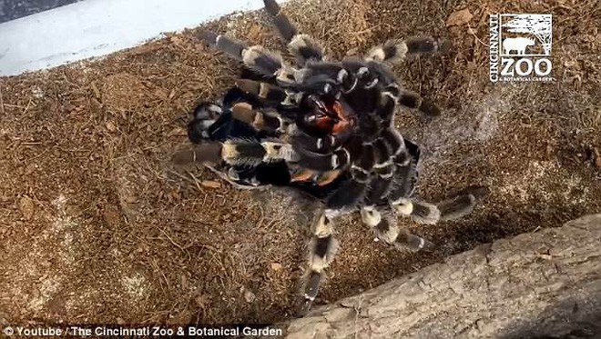 Dù là không sợ nhện thì cảnh tượng nhện khổng lồ Tarantula lột xác cũng khiến bạn thấy gai người - Ảnh 5.