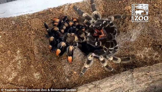 Dù là không sợ nhện thì cảnh tượng nhện khổng lồ Tarantula lột xác cũng khiến bạn thấy gai người - Ảnh 6.