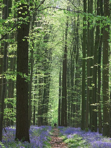 Chiêm ngưỡng rừng hoa chuông tím tuyệt đẹp tại Bỉ - Ảnh 18.