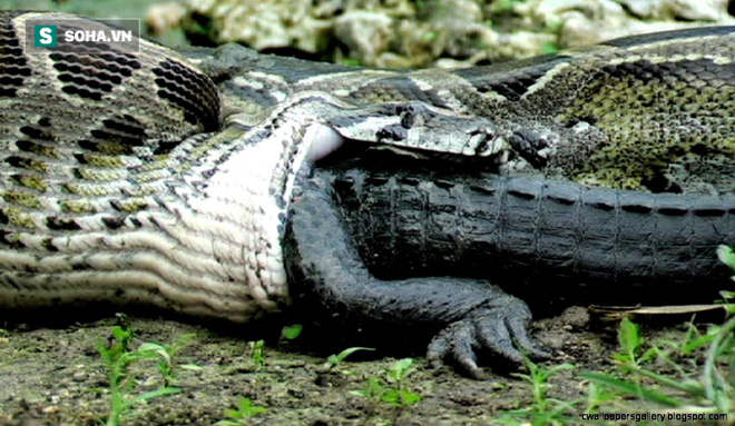 Từ kẻ đi săn, trăn Anaconda biến thành đồ chơi cho cá sấu quật tơi bời - Ảnh 1.
