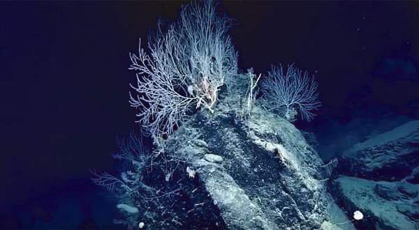 Phát hiện khu rừng san hô bí ẩn hơn 1.000 tuổi, sâu 2.300m dưới đáy biển - Ảnh 1.
