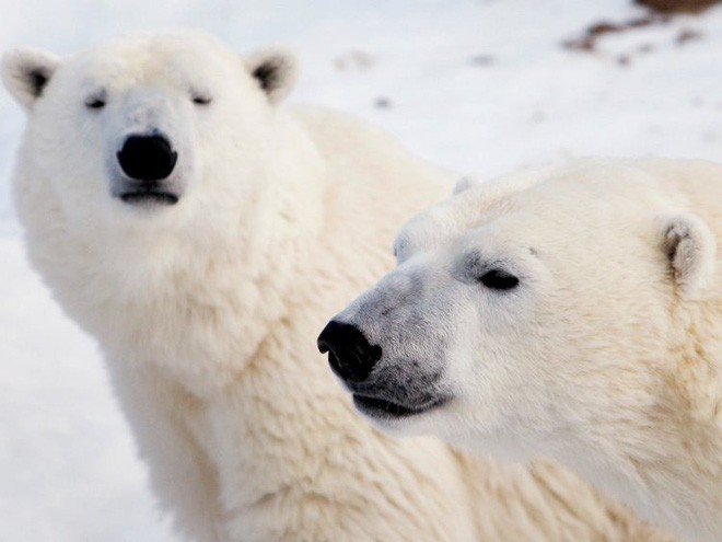 9 sự thật ngỡ ngàng về động vật ở Bắc Cực mà không phải ai cũng biết - Ảnh 2.
