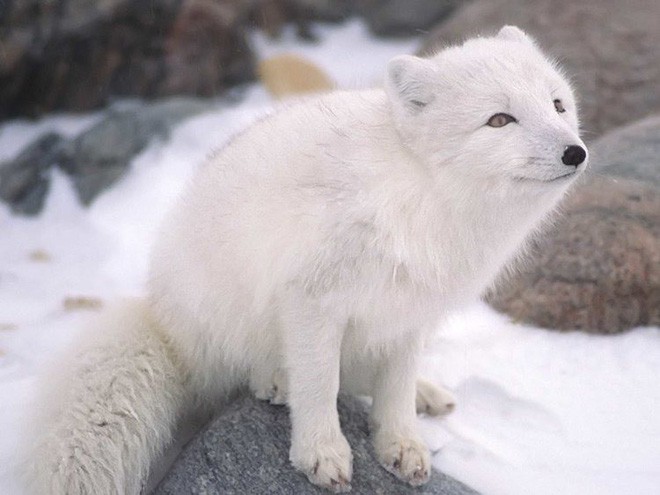 9 sự thật ngỡ ngàng về động vật ở Bắc Cực mà không phải ai cũng biết - Ảnh 8.