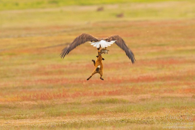 Nhiếp ảnh gia chụp được chùm ảnh siêu hiếm: Đại bàng nhấc bổng con cáo lên không trung, chiến đấu 8 giây vì con thỏ trong miệng cáo - Ảnh 3.
