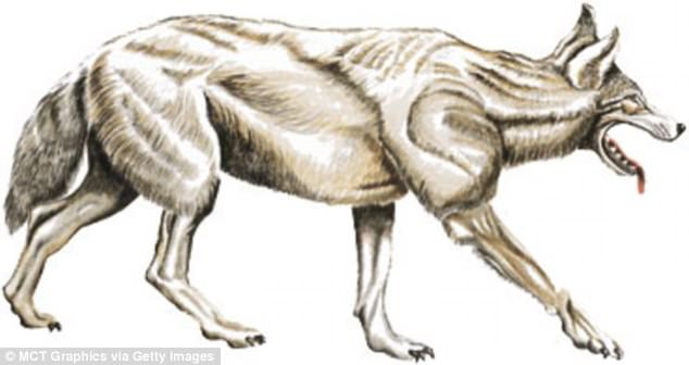 Các nhà khoa học đau đầu khi phát hiện ra sinh vật bí ẩn giống sói nhưng không phải sói - Ảnh 5.