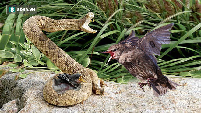 Trả thù cho con, chim mẹ liều mạng điên cuồng tấn công rắn độc - Ảnh 1.