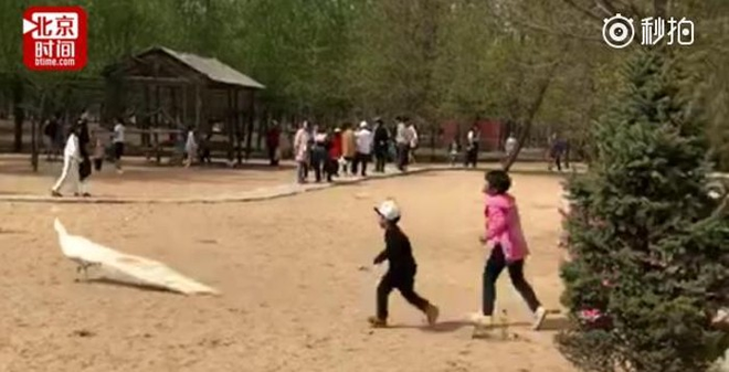 Trung Quốc: Bố mẹ thản nhiên nhìn con đuổi bắt, vặt lông chim công trong vườn thú - Ảnh 1.