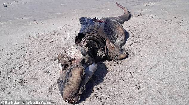 50 con cá mập “tự sát”, trôi vào bờ sau khi xác sinh vật lạ xuất hiện trên bãi biển Anh - Ảnh 3.