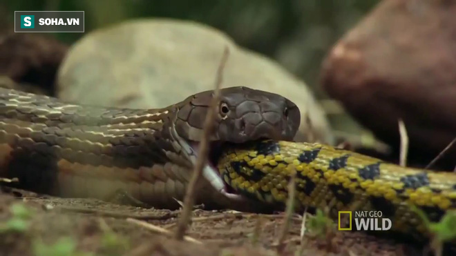 Video 3D quay cận cảnh hổ mang chúa đúc khuôn con mồi: Trong bụng con rắn trông thế nào? - Ảnh 1.