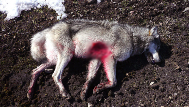 Khoảnh khắc con sói cái cuối cùng tại Đan Mạch bị bắn chết được ghi lại trong video đau lòng này - Ảnh 2.