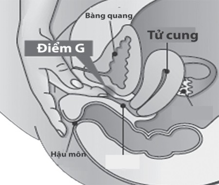 Điểm G - sự thật hay huyền thoại? - Ảnh 1.