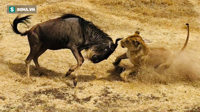 Một đấu một với linh dương, sư tử thua bẽ mặt vì hành động điên rồ của con mồi - Ảnh 1.