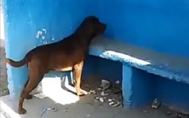 Chú chó nhìn chăm chăm bức tường suốt 3 ngày gây sốt cộng đồng mạng - Ảnh 1.