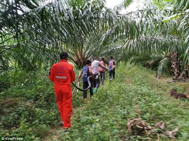 Rắn hổ mang chúa vừa độc vừa to bị con mồi bé bằng 1/3 khóa mồm suốt mấy tiếng - Ảnh 3.