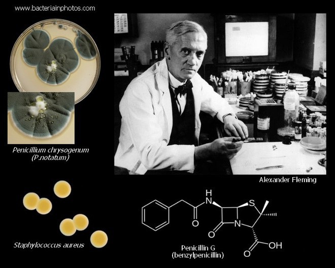Công bố sự thật về bệnh nhân đầu tiên sử dụng kháng sinh penicillin - Ảnh 1.
