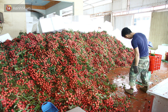 Về Bắc Giang thăm người dân Lục Ngạn trước thông tin 10 ngàn 3kg vải thiều: Làm gì có chuyện chúng tôi ném vải xuống sông - Ảnh 2.