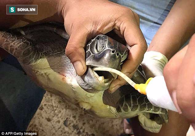 Rùa xanh quý hiếm ở Thái Lan lâm cảnh chết đói trong đau đớn vì lý do tai ác này - Ảnh 2.
