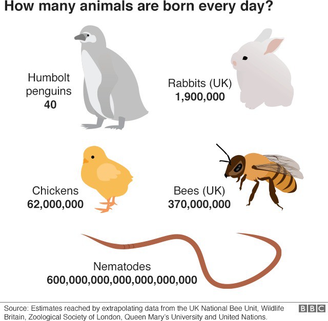 Có bao nhiêu con vật được sinh ra trên toàn thế giới mỗi ngày? - Ảnh 4.