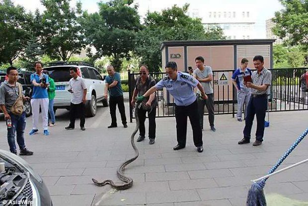 Kinh hoàng phát hiện trăn ‘khủng’ trong động cơ xe ô tô - Ảnh 2.