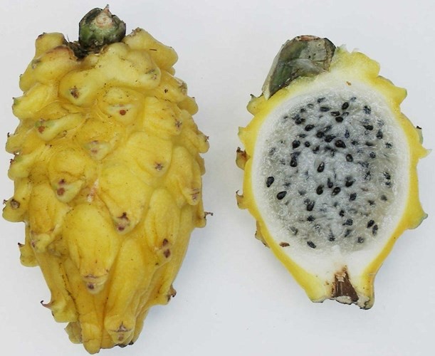 Những trái cây lạ xuất hiện trên thị trường Việt - Ảnh 12.