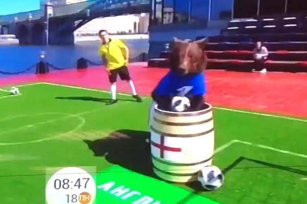  Dùng gấu để dự đoán kết quả World Cup 2018, chương trình truyền hình Nga khiến cộng đồng mạng phẫn nộ  - Ảnh 3.