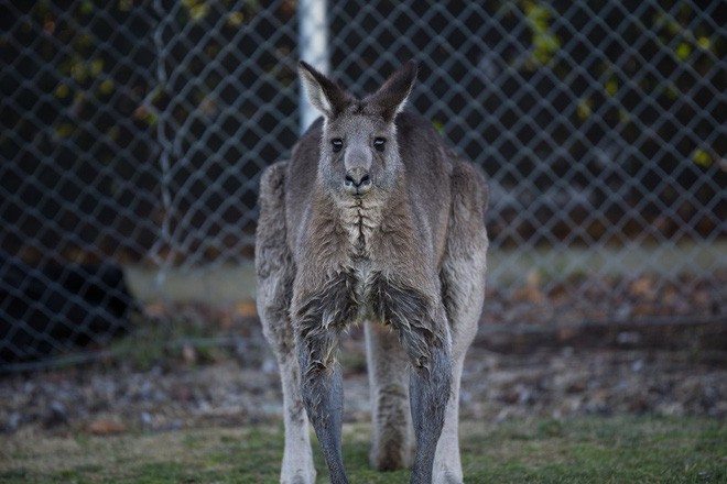 Úc: Kangaroo nhảy vào sân chen ngang trận bóng rồi đòi bắt gôn thay thủ môn - Ảnh 4.