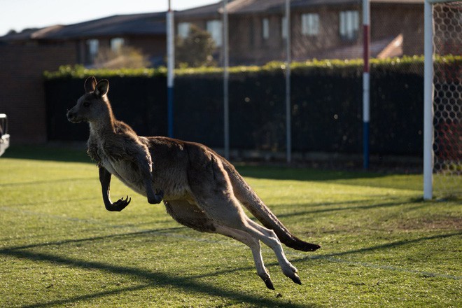 Úc: Kangaroo nhảy vào sân chen ngang trận bóng rồi đòi bắt gôn thay thủ môn - Ảnh 5.