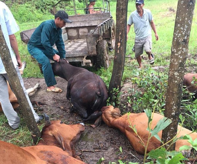 5 con bò của một hộ nông dân bị sét đánh chết cùng lúc - Ảnh 2.