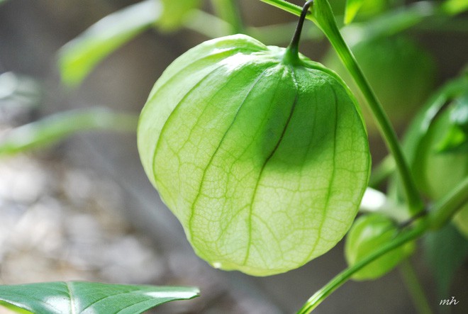 Chuyên gia Đông y chỉ ra sự thật về bài thuốc chữa bệnh tiểu đường, ai bị nặng đến mấy cũng phải chào thua - Ảnh 2.