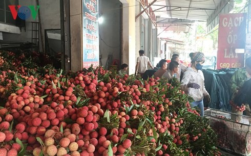 Thương nhân Trung Quốc đổ xô sang Việt Nam “săn” vải thiều Lục Ngạn - Ảnh 2.