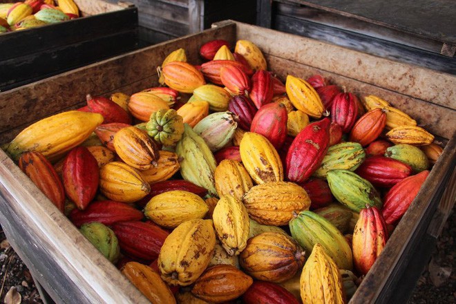 Hành trình biến hạt ca cao thành món chocolate vạn người mê qua lời kể của người thợ lành nghề - Ảnh 3.