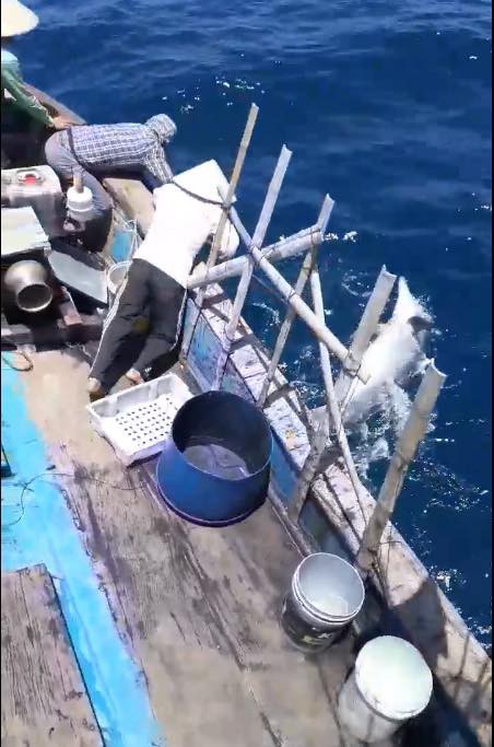 Nhóm ngư dân bị chỉ trích dữ dội vì săn bắt cá heo rồi đăng lên Facebook khoe - Ảnh 3.