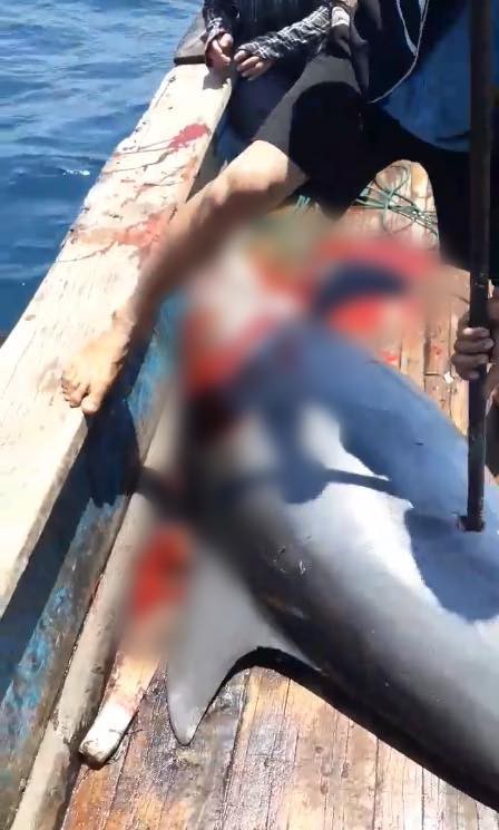 Nhóm ngư dân bị chỉ trích dữ dội vì săn bắt cá heo rồi đăng lên Facebook khoe - Ảnh 5.