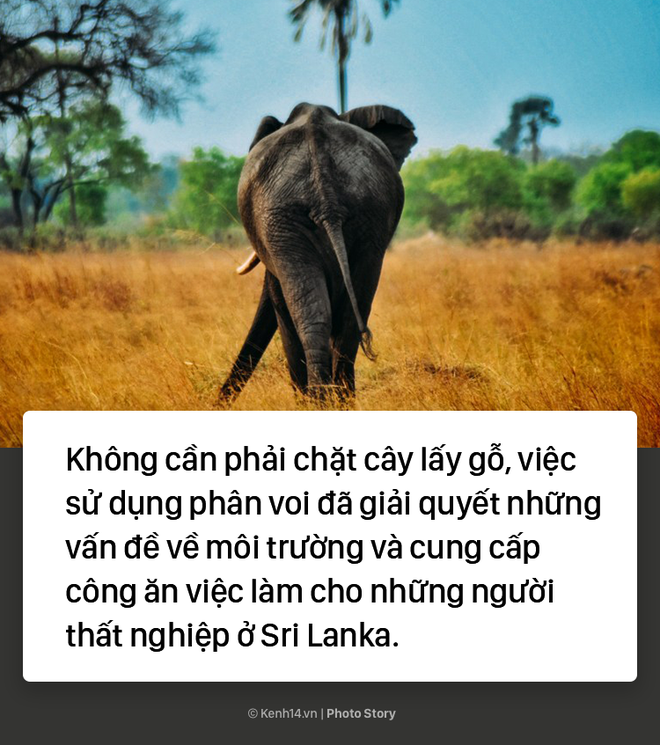 Không thể ngờ giấy viết ở Sri Lanka được làm từ thứ này - Ảnh 7.