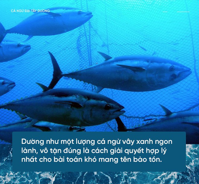 Các nhà khoa học đang thuần hóa cá ngừ vây xanh đang trong diện nguy cấp để có đủ nguyên liệu mà làm sushi - Ảnh 1.