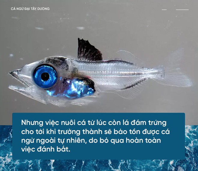 Các nhà khoa học đang thuần hóa cá ngừ vây xanh đang trong diện nguy cấp để có đủ nguyên liệu mà làm sushi - Ảnh 2.