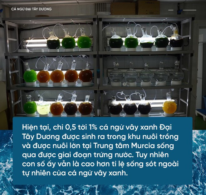 Các nhà khoa học đang thuần hóa cá ngừ vây xanh đang trong diện nguy cấp để có đủ nguyên liệu mà làm sushi - Ảnh 4.