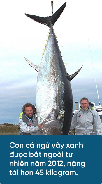 Các nhà khoa học đang thuần hóa cá ngừ vây xanh đang trong diện nguy cấp để có đủ nguyên liệu mà làm sushi - Ảnh 5.